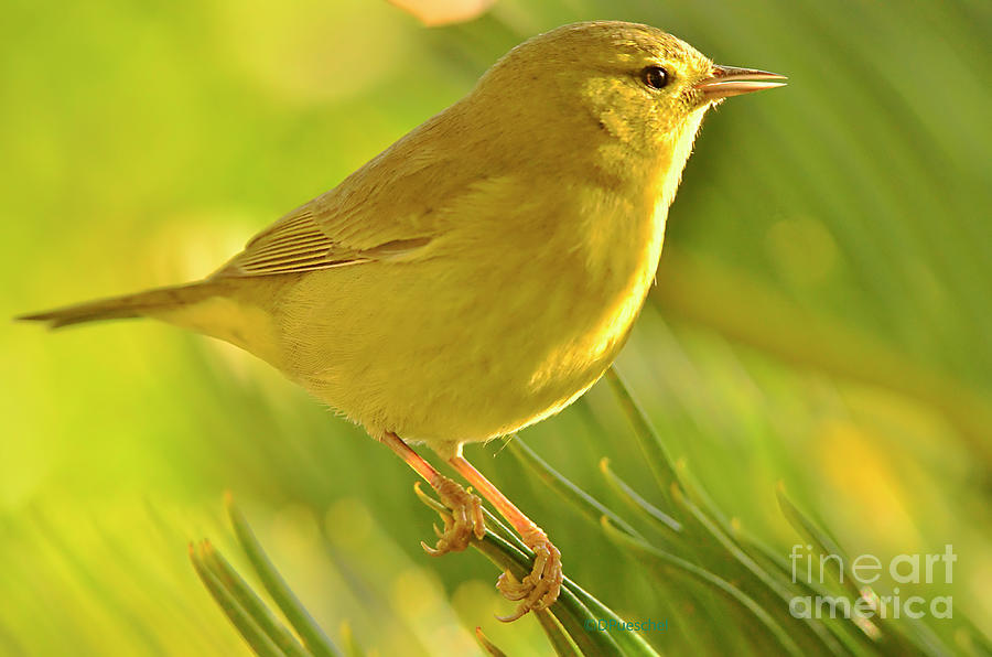 Yellow Bird Very Pretty Photograph by Debby Pueschel