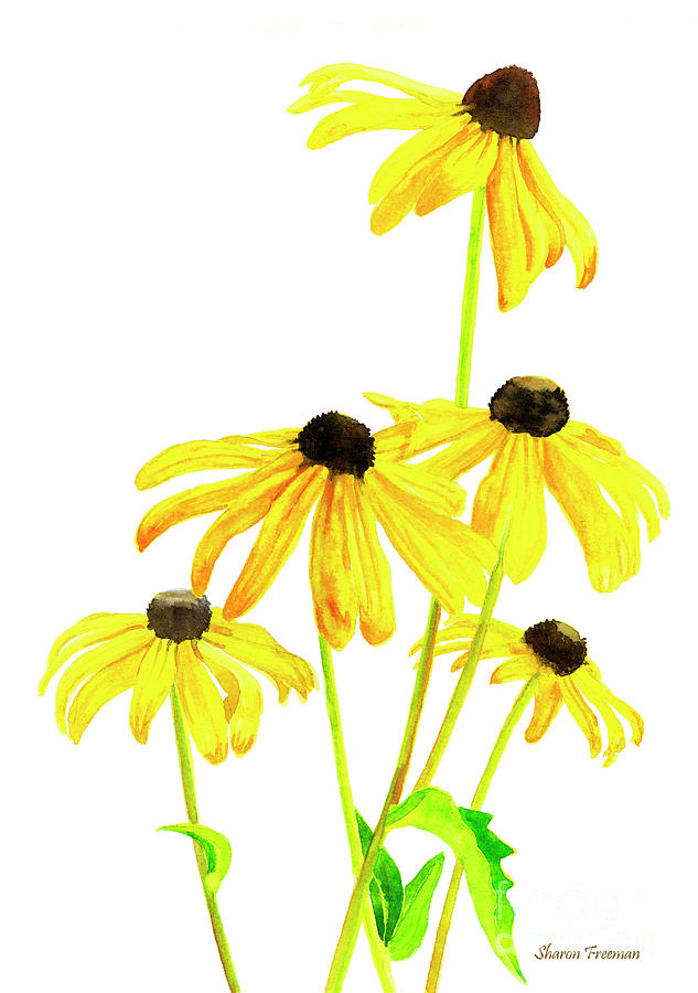 Flower Painting - Yellow Black Eyed Susans by Sharon Freeman