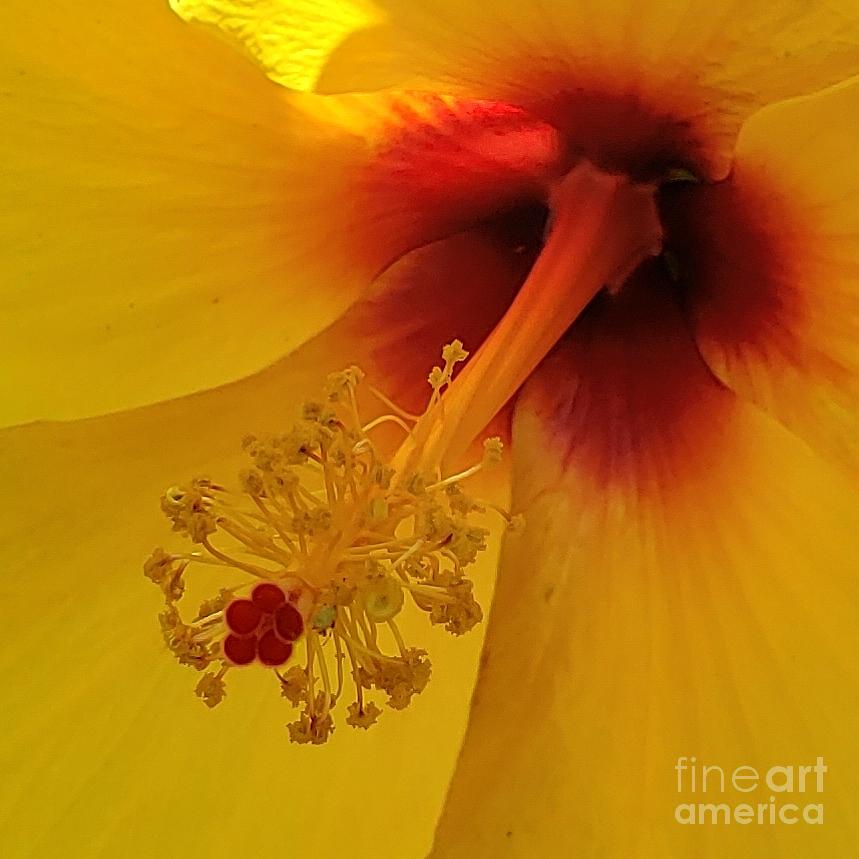 Yellow Bloom Photograph by Anita Adams