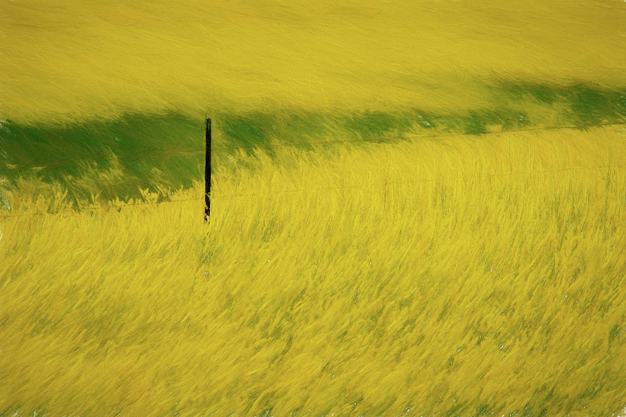 Yellow bloom of flowers in prairie paintography Photograph by Dan Friend