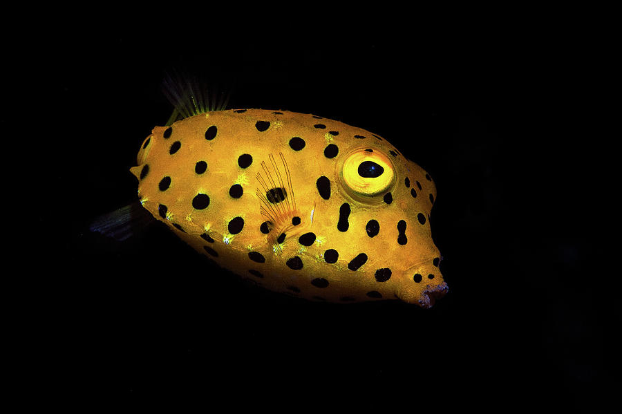 Yellow Boxfish Photograph by Barathieu Gabriel