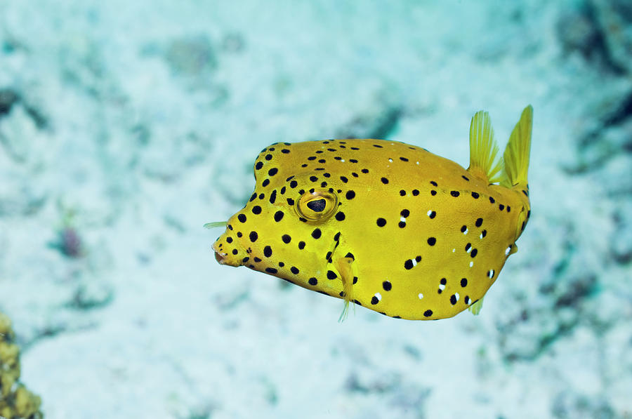 Yellow Boxfish Ostracion Cubicus Photograph by Georgette Douwma