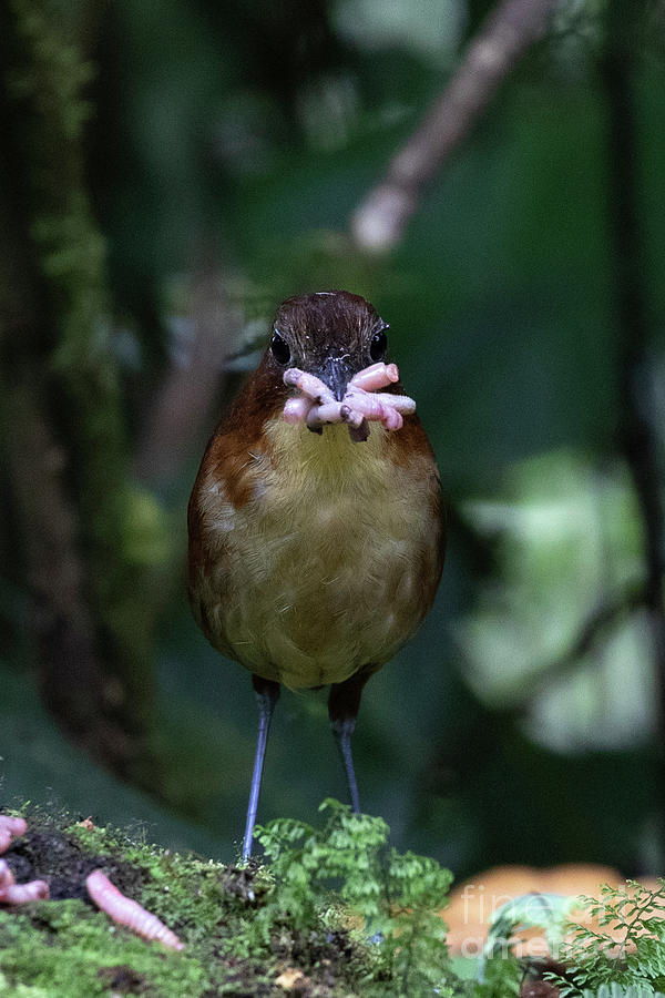 Yellow-breasted antpitta Photograph by Leia Hewitt - Fine Art America