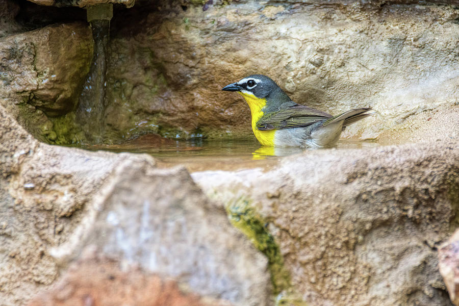 Yellow Breasted Chat Bath Time Photograph
