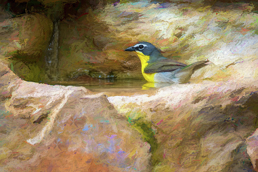 Yellow Breasted Chat Bath Time Painterly Photograph