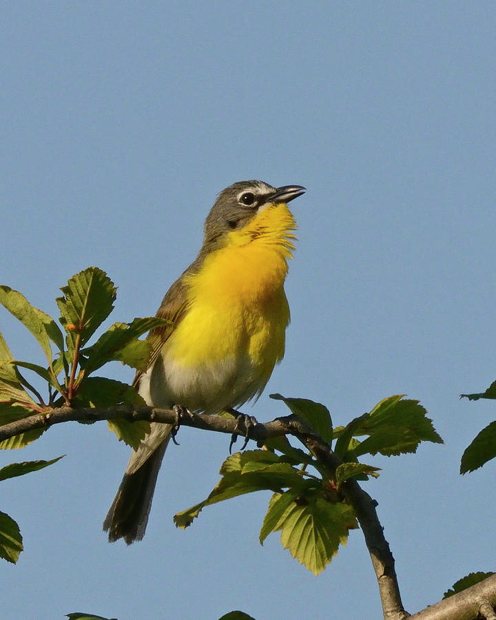 Yellow-breasted Chat Sings Photograph