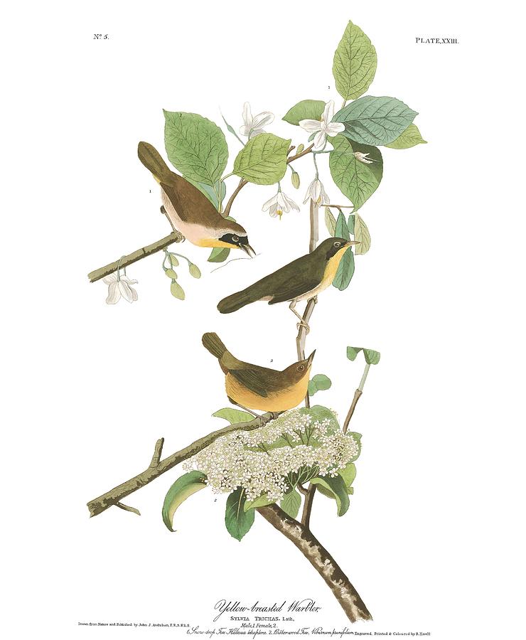 Wildlife Painting - Yellow-breasted Warbler by John Audubon by Celestial Images