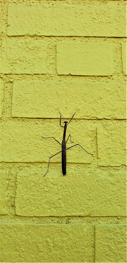 Yellow Brick Praying Mantis Photograph by Rob Hans