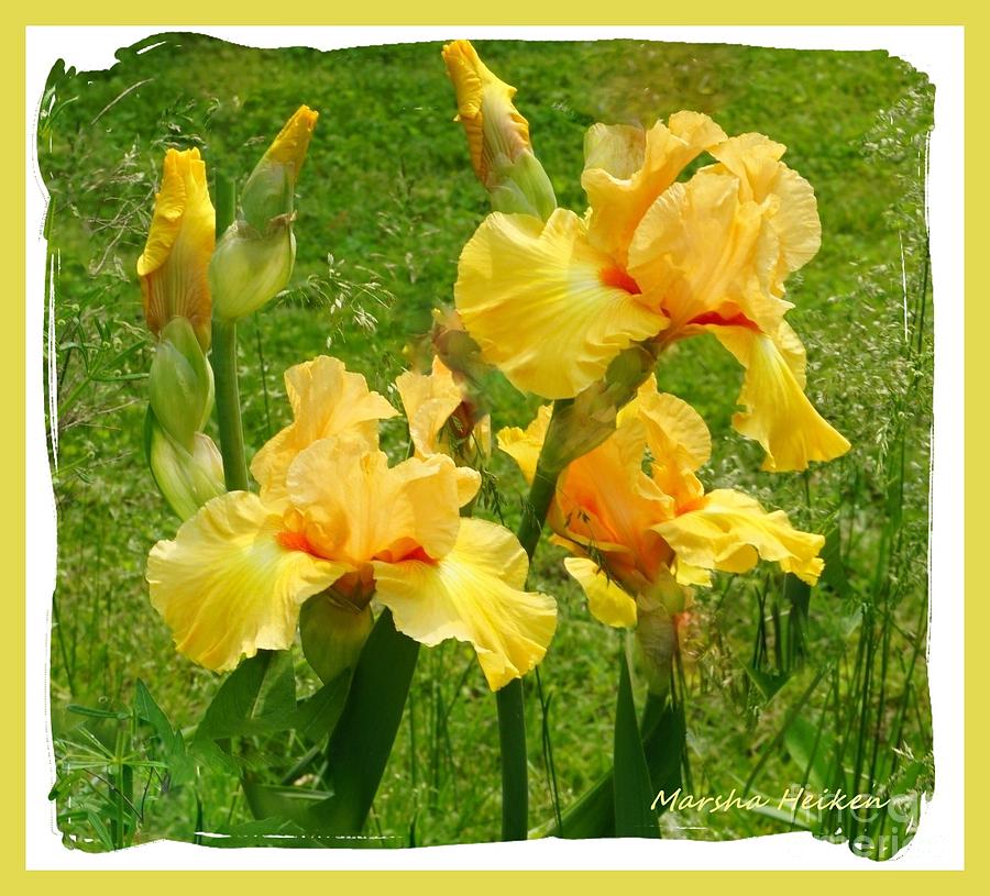 Photo Photograph - Yellow Bundle Of Irises by Marsha Heiken Photo Photograph - Yellow Bundle Of Irises by Marsha Heiken