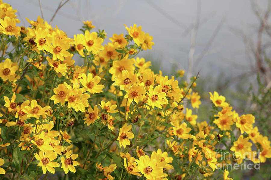 Yellow Burr Marigold in Marsh Photograph by Carol Groenen