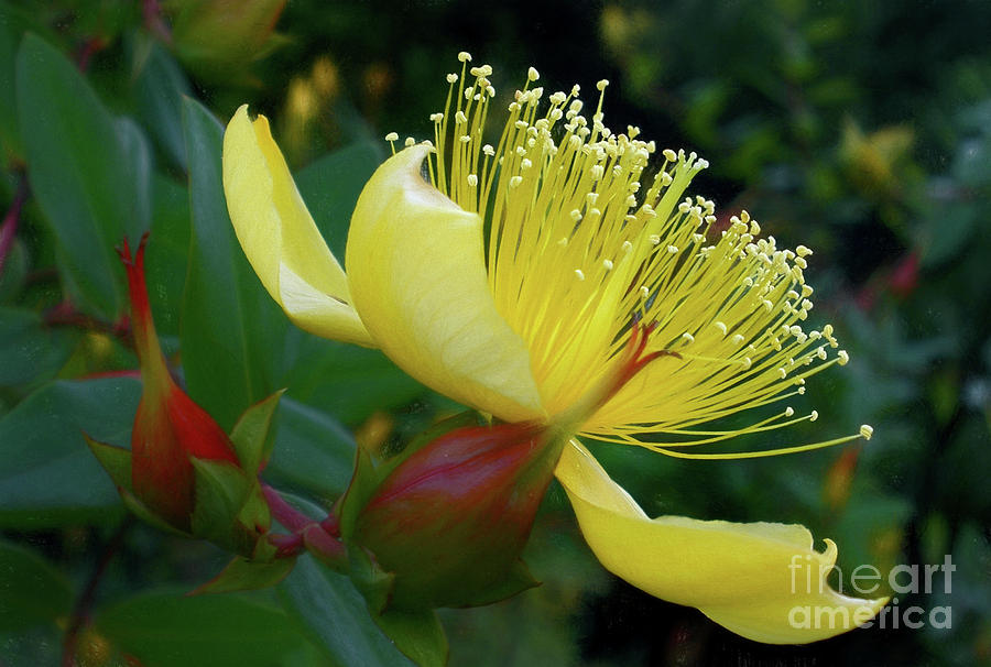 Flowers Still Life Photograph - Yellow Bush Flower by Kaye Menner