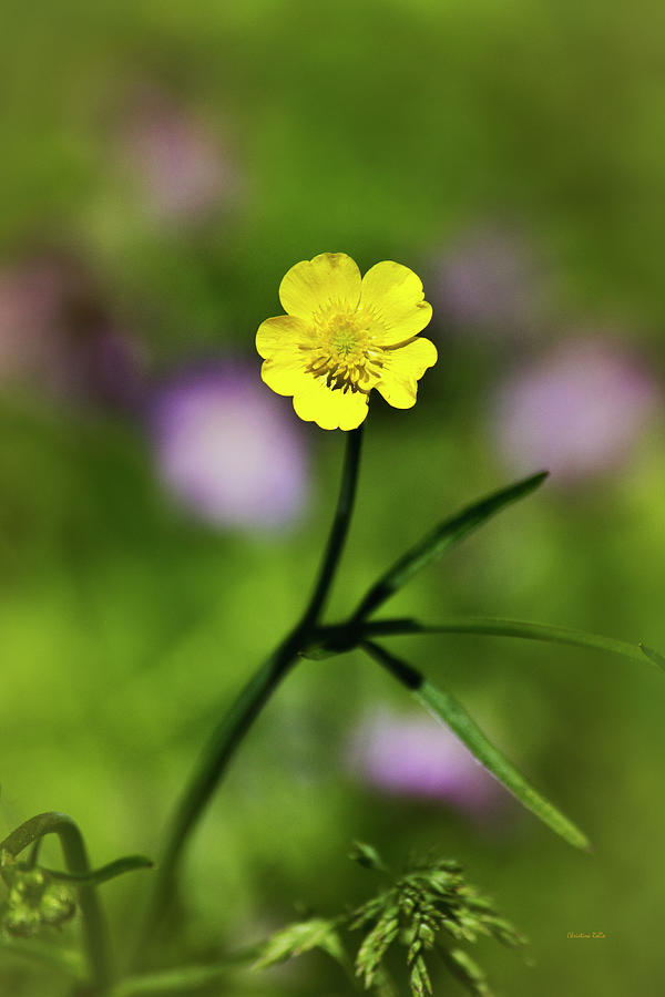 Yellow Buttercup Photograph by Christina Rollo