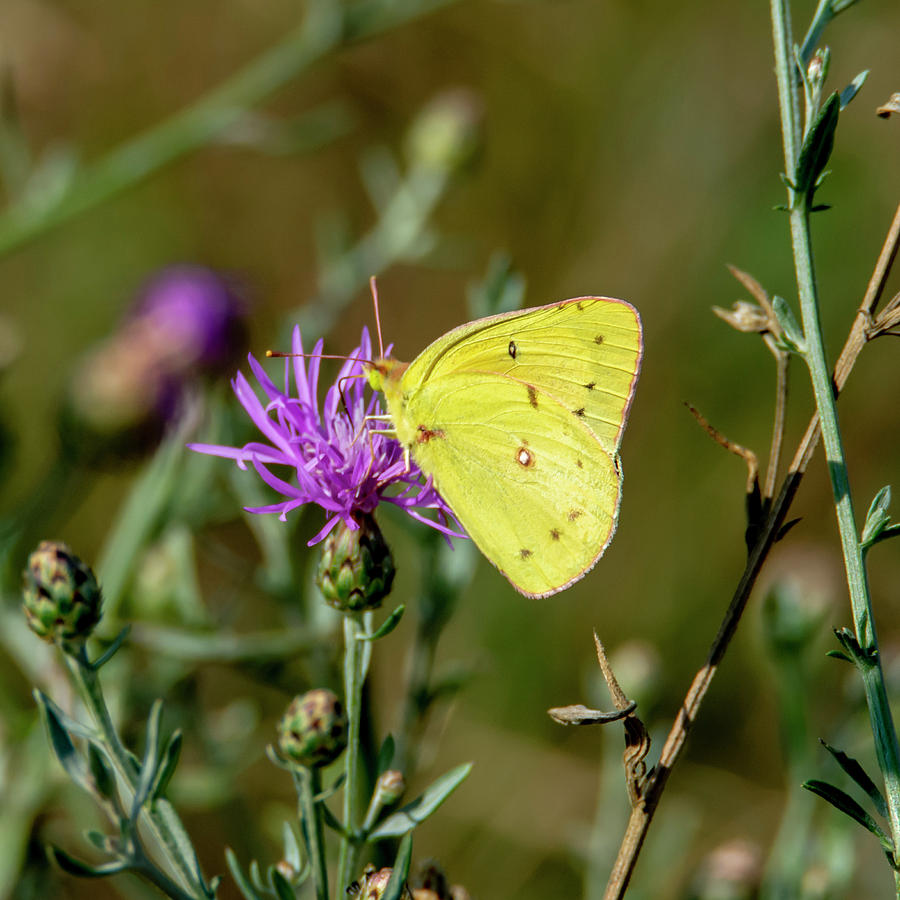 Yellow Butterfly 7201 Photograph by Cathy Kovarik
