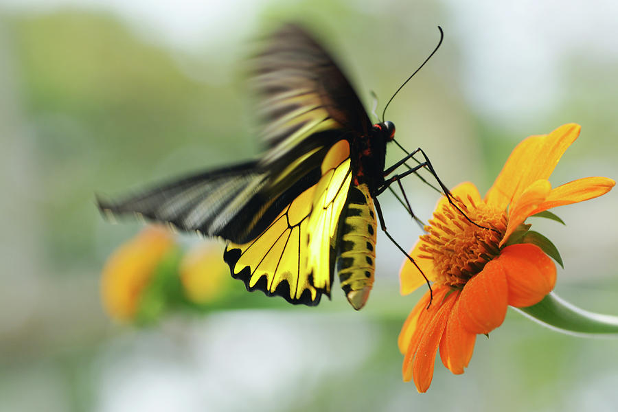Yellow Butterfly Flying Photograph by Dangdumrong