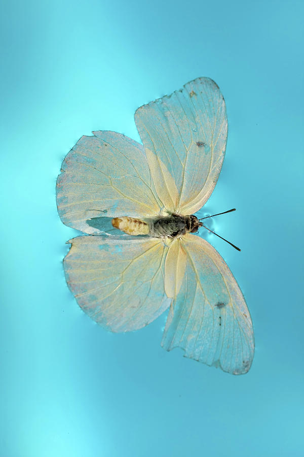 Yellow Butterfly In Blue Pool Photograph by Arturbo