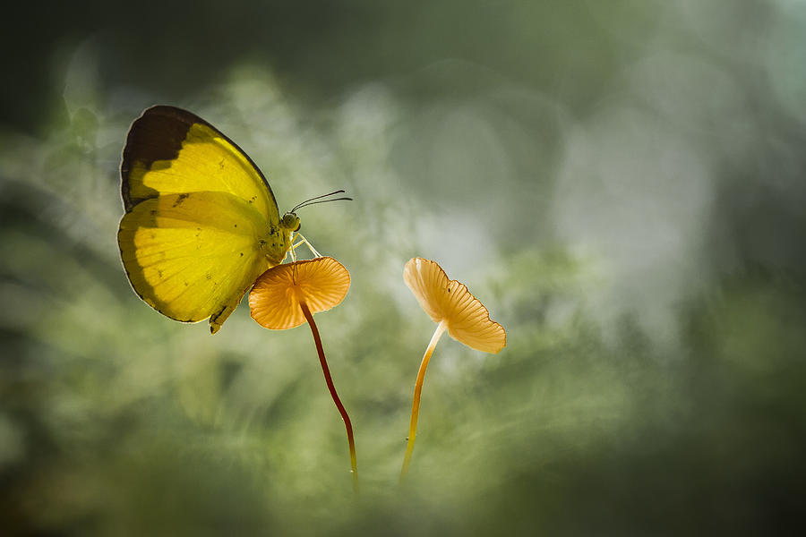 Yellow Butterfly On Mushroom Photograph by Abdul Gapur Dayak