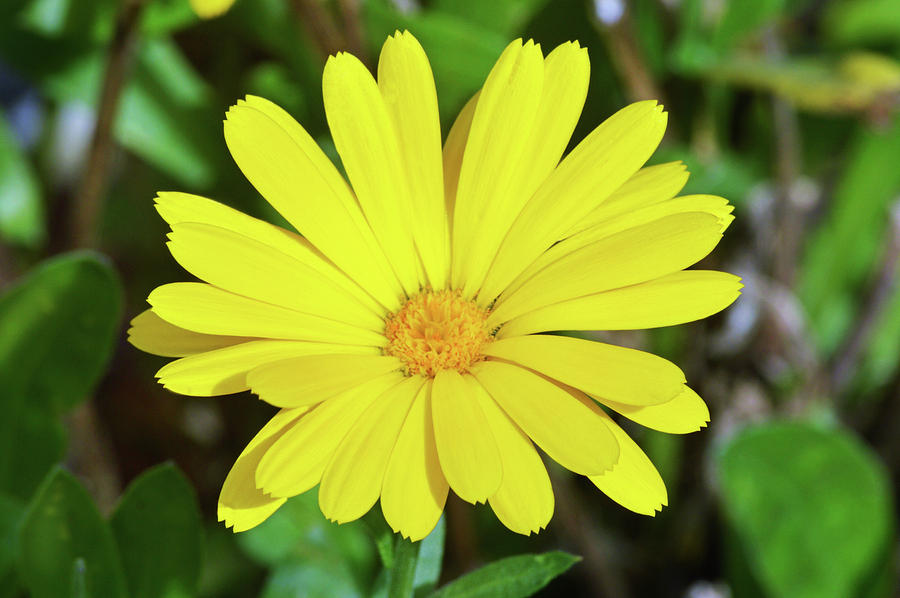 Yellow Calendula Photograph
