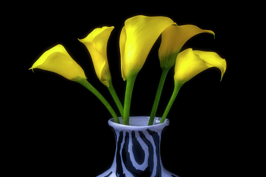Yellow Calla Lillies In Striped Vase Photograph by Garry Gay