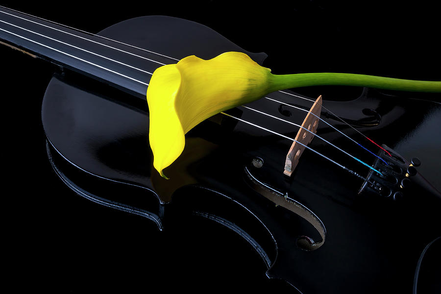 Yellow Calla Lily And Black Violin Photograph by Garry Gay