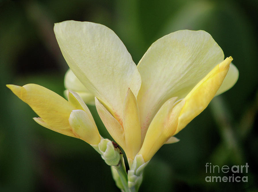 Yellow Canna Lily Photograph by Karen Adams