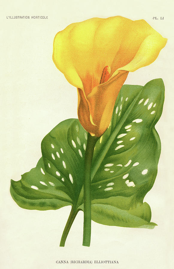 Nature Digital Art - Yellow Canna Lily by Print Collection