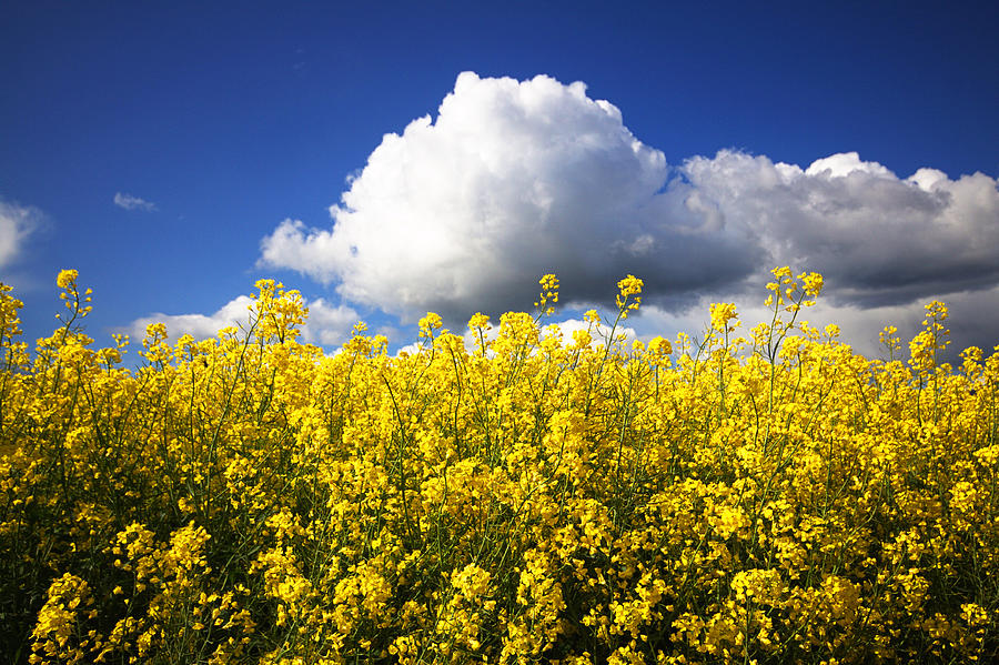 Yellow Canola Field With Clouds by Photos By By Deb Alperin