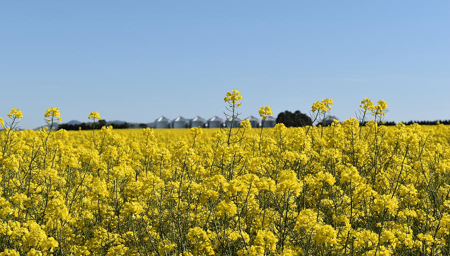 Yellow Canola Fields Photograph by Yolanda Caporn