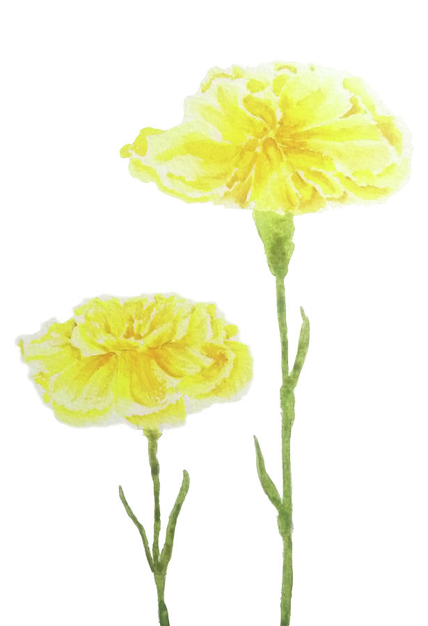  Yellow Carnation Watercolor Painting  Painting by Color Color
