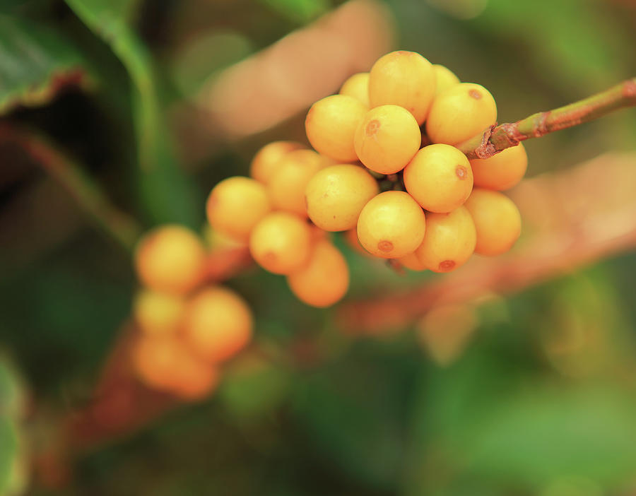 Yellow Caturra Hawaiian Coffee Cherries Photograph by Dusty Pixel Photography