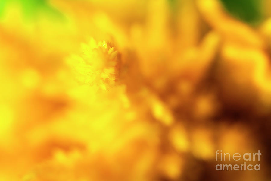 Yellow Celosia Flower Abstract Photograph by Raul Rodriguez