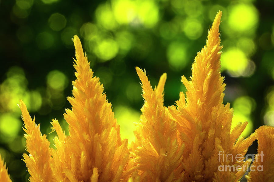 Yellow Celosia Flower Photograph by Raul Rodriguez