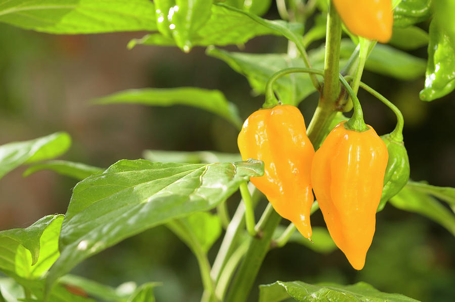 Yellow Chilli Peppers Growing On Plant Photograph by Dr. Karen Meyer ...