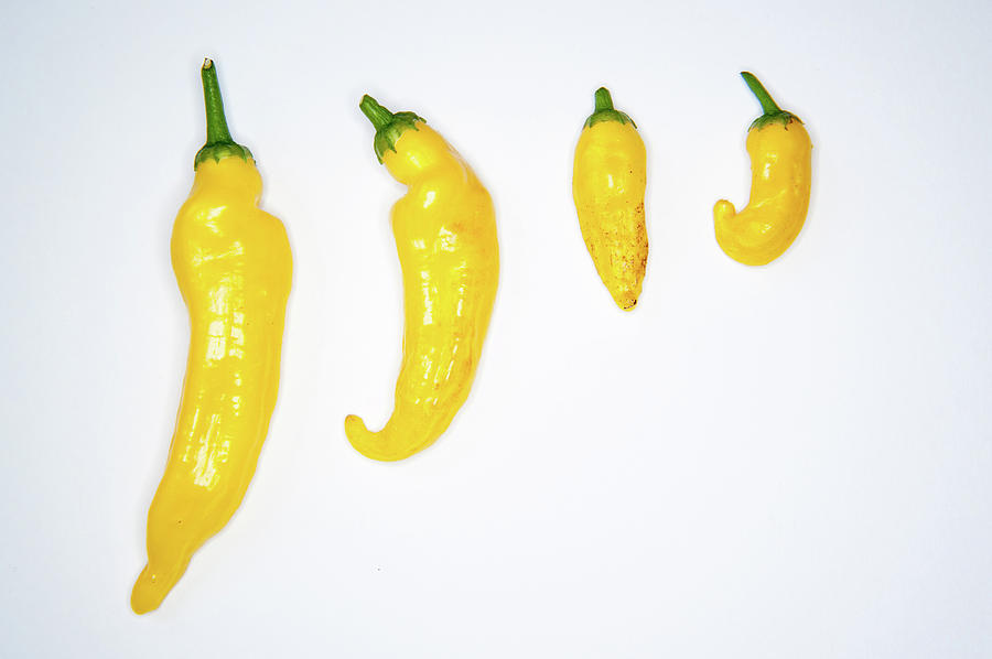 Yellow Chillies Lined up ii Photograph by Helen Jackson