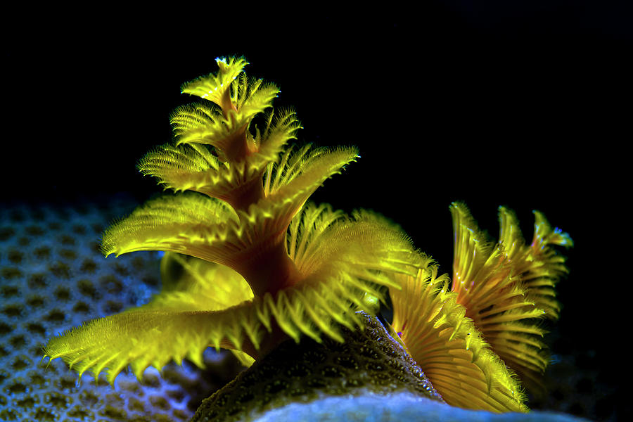 Yellow Christmas Tree Tube Worm Photograph by Bruce Shafer