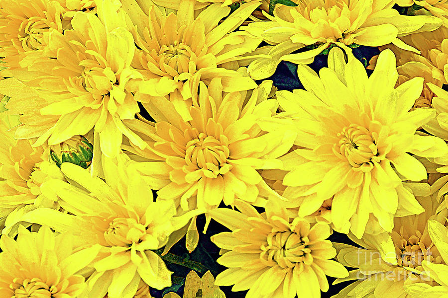 Yellow Chrysanthemum Cluster Photograph