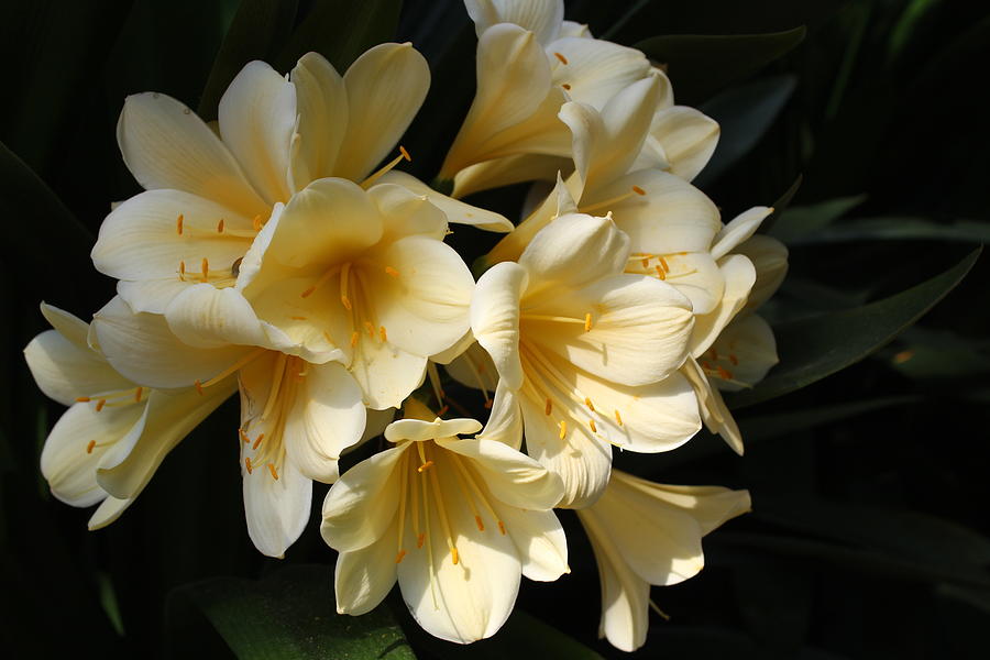 Yellow Clivia Flowers Photograph by Dhanashree Mahesh