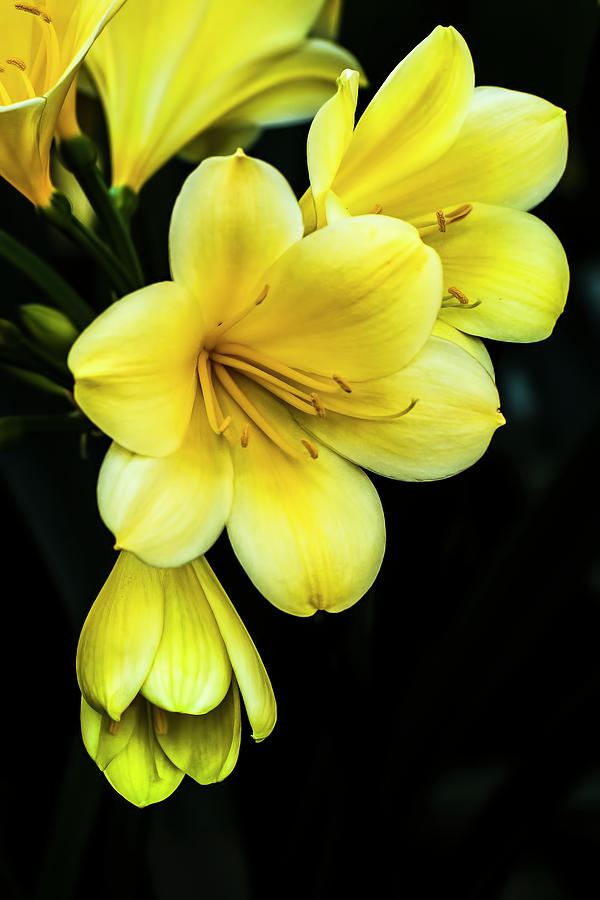 Yellow Clivia Photograph by Ginger Stein