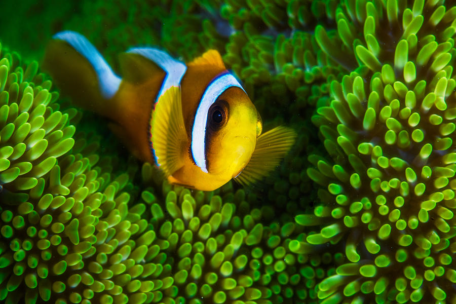Yellow Clownfish On Green Anemon Photograph by Barathieu Gabriel
