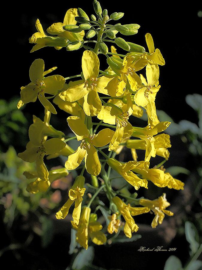 Yellow Collard Blooms Photograph by Richard Thomas