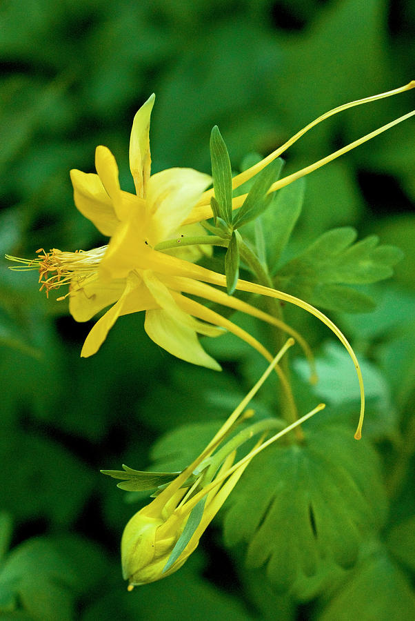 Yellow Columbine Flower And Bud Photograph by Rebecca E Marvil