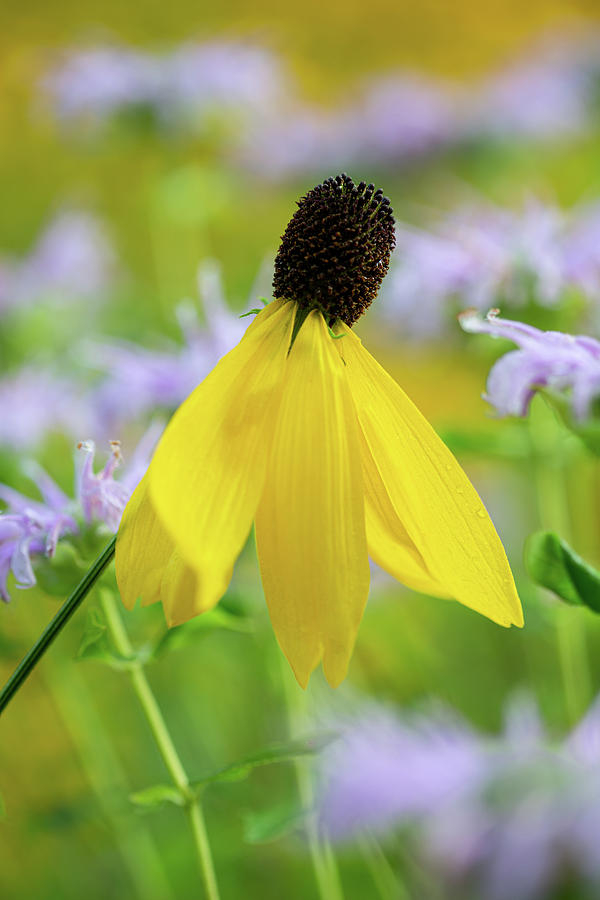 Yellow Coneflower Photograph by Dale Kincaid