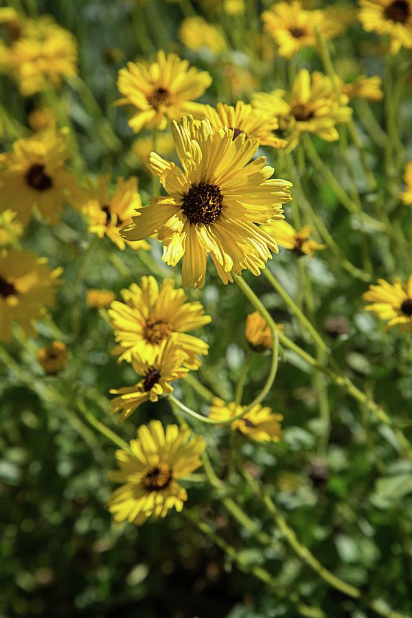 Yellow Coreopsis Photograph by Lynn Bauer