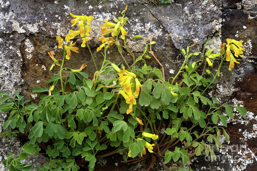 Yellow Corydalis (corydalis Lutea) Photograph by Dr Keith Wheeler/science Photo Library