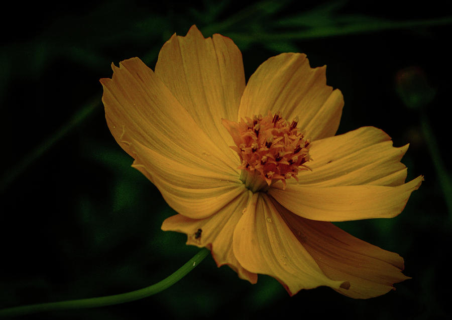 Yellow Cosmos Photograph by Jane Luxton