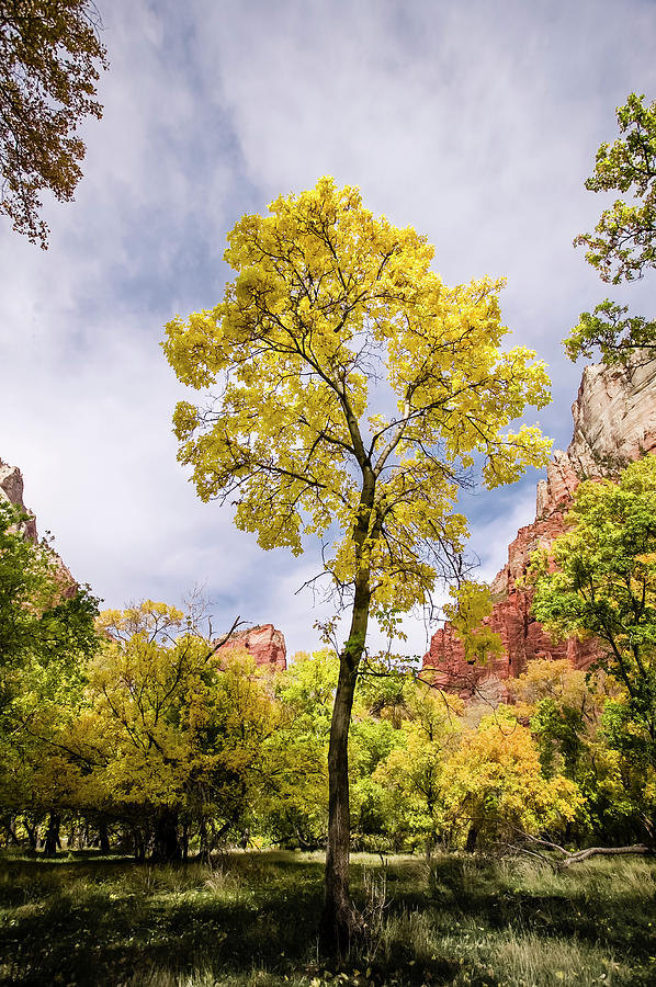 Yellow Cottonwoods, Zion National Park Photograph by Eric R. Hinson