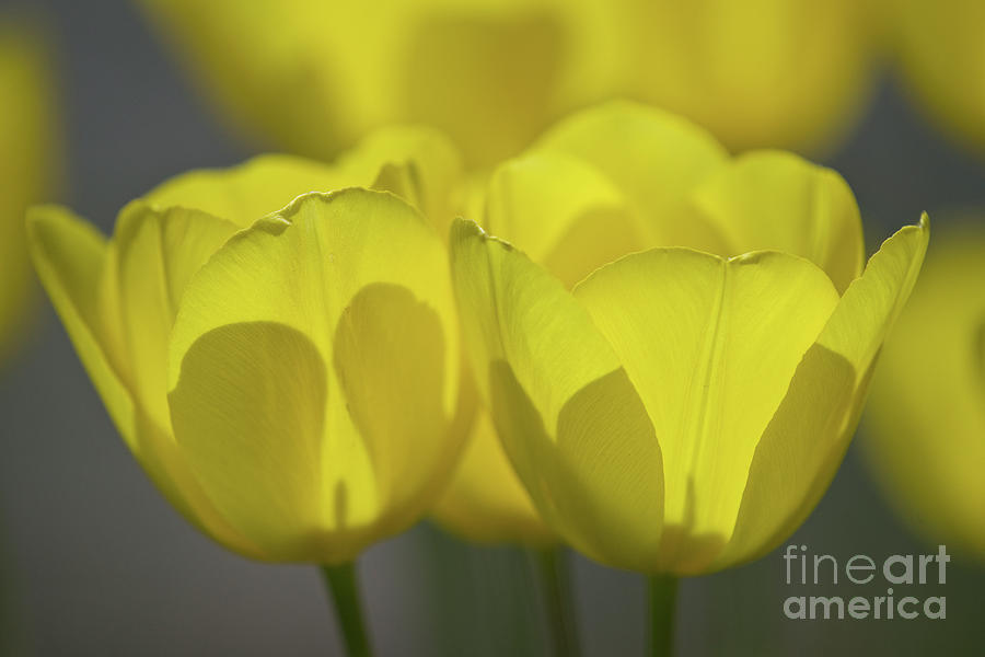 Yellow Photograph by Craig Leaper