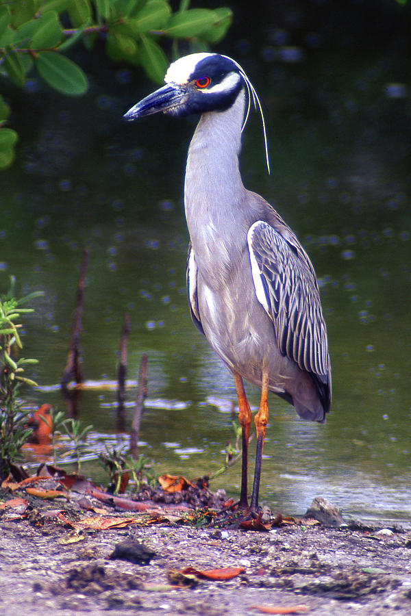 Yellow Crowned Night Heron at Attention Photograph by Jerry Griffin ...