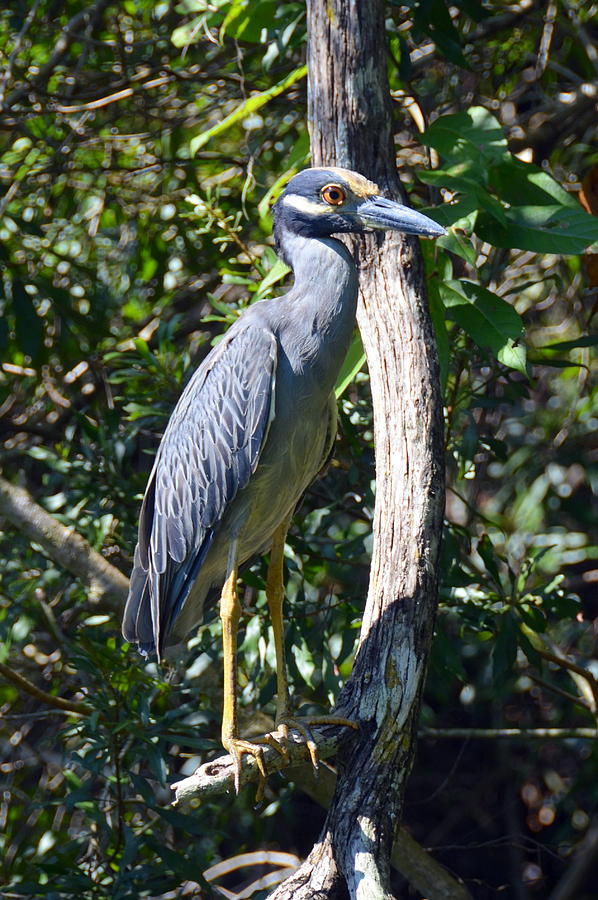 Yellow-Crowned Night Heron Photograph by Carla Parris