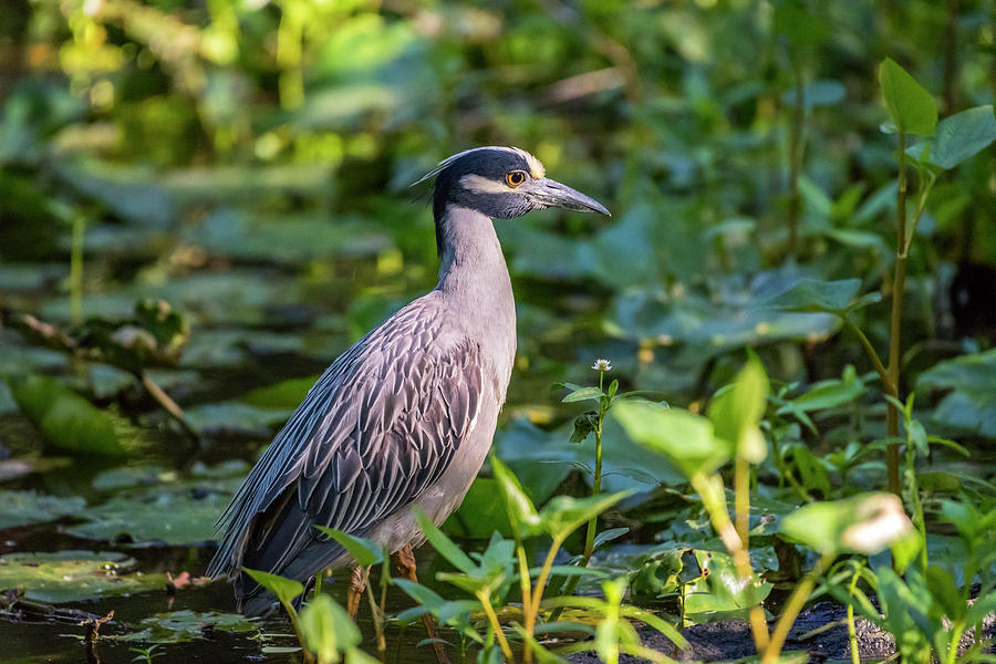 Yellow Crowned Night Heron Photograph by David Morefield