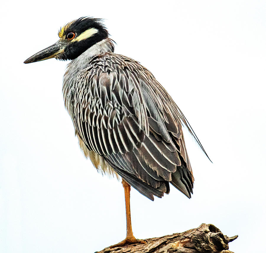 Yellow Crowned Night Heron Photograph by Marcy Wielfaert